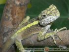 Acanthosaura capra - agama górska rogata*