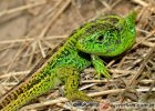 Lacerta agilis - jaszczurka zwinka