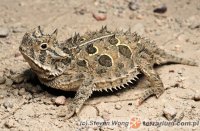 Phrynosomatidae - frynosomowate, frynosomy