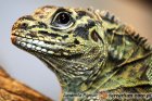 Agamidae - agamowate, agamy Agamidae - agamowate, agamy