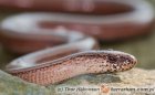 Anguis fragilis - padalec zwyczajny Anguis fragilis - padalec zwyczajny