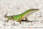 Anolis carolinensis - anolis zielony Anolis carolinensis - anolis zielony