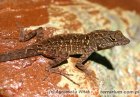 Anolis sagrei - anolis brązowy Anolis sagrei - anolis brązowy