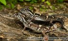 Coleonyx elegans Coleonyx elegans