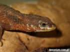 Cordylus tropidosternum - szyszkowiec tropikalny Cordylus tropidosternum - szyszkowiec tropikalny