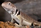Crotaphytus collaris - legwan obrożny* Crotaphytus collaris - legwan obrożny*
