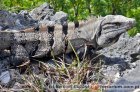 Ctenosaura similis - legwan czarny Ctenosaura similis - legwan czarny