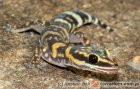 Diplodactylidae Diplodactylidae