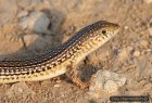 Eumeces schneideri - scynk długonogi, scynk berberyjski Eumeces schneideri - scynk długonogi, scynk berberyjski