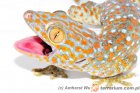 Gekko gecko - gekon toke Gekko gecko - gekon toke
