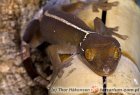 Gekko vittatus - gekon paskowany Gekko vittatus - gekon paskowany