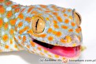 Gekkonidae - gekonowate, gekony Gekkonidae - gekonowate, gekony