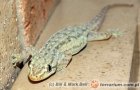 Hemidactylus frenatus - gekon cziczak, gekon domowy Hemidactylus frenatus - gekon cziczak, gekon domowy