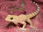 Hemidactylus turcicus - gekon turecki Hemidactylus turcicus - gekon turecki