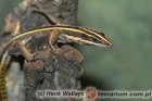 Holaspis guentheri - jaszczurka tęczowa Holaspis guentheri - jaszczurka tęczowa