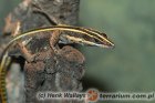 Holaspis guentheri - jaszczurka tęczowa
