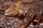 Iguanidae - legwany Iguanidae - legwany