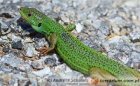Lacertidae - jaszczurkowate, jaszczurki właściwe Lacertidae - jaszczurkowate, jaszczurki właściwe