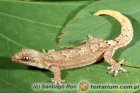Lepidodactylus lugubris - gekon płaczący Lepidodactylus lugubris - gekon płaczący