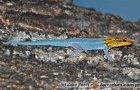 Lygodactylus luteopicturatus - gekon żółtogłowy Lygodactylus luteopicturatus - gekon żółtogłowy