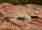 Chondrodactylus bibronii - gekon leśny Chondrodactylus bibronii - gekon leśny