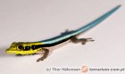 Phelsuma klemmeri Phelsuma klemmeri