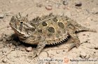 Phrynosomatidae - frynosomowate, frynosomy Phrynosomatidae - frynosomowate, frynosomy