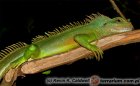 Physignathus cocincinus - agama błotna Physignathus cocincinus - agama błotna