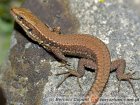 Podarcis muralis - murówka zwyczajna Podarcis muralis - murówka zwyczajna