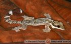 Ptychozoon kuhli - gekon fałdoskóry Ptychozoon kuhli - gekon fałdoskóry