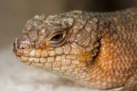 Scincidae - scynkowate, scynki Scincidae - scynkowate, scynki