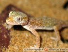 Stenodactylus petrii - gekon perełkowy Stenodactylus petrii - gekon perełkowy