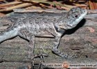 Tropidurus hispidus Tropidurus hispidus