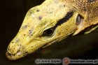 Varanidae - waranowate, warany Varanidae - waranowate, warany