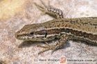 Zootoca (Lacerta) vivipara - jaszczurka żyworodna Zootoca (Lacerta) vivipara - jaszczurka żyworodna