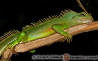 Physignathus cocincinus - agama błotna 