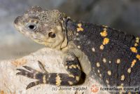 Stellagama stellio - hardun