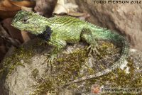 Sceloporus malachiticus - legwan malachitowy 