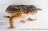 Eublepharis macularius - gekon lamparci 