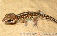 Paroedura pictus