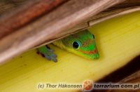 Phelsuma laticauda - felsuma złocista 