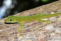 Phelsuma madagascariensis - felsuma madagaskarska 