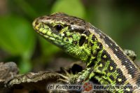 Lacerta agilis - jaszczurka zwinka