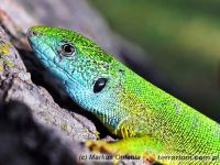 Lacerta viridis - jaszczurka zielona 