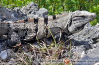 Ctenosaura similis - legwan czarny, czarnogwan środkowoamerykański 