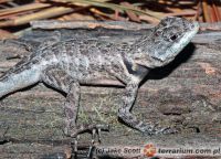 Tropidury