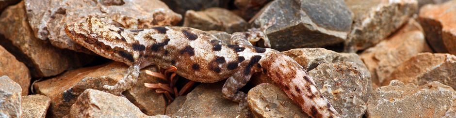 Koniecznie zapoznaj się z najczęstszymi pytaniami o gekona płaczącego (Lepidodactylus lugubris)!